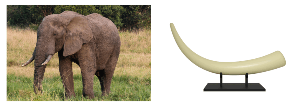 ゾウと象牙
